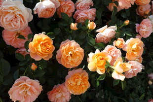 月季花