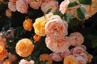 月季花