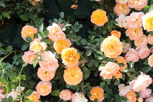 月季花