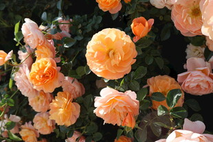 月季花