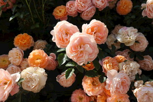 月季花