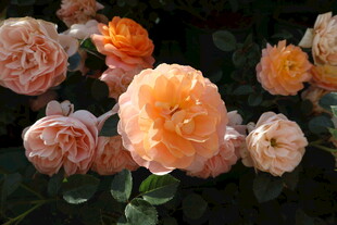 月季花