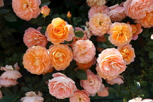 月季花
