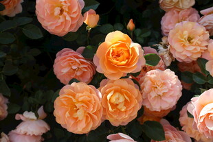 月季花