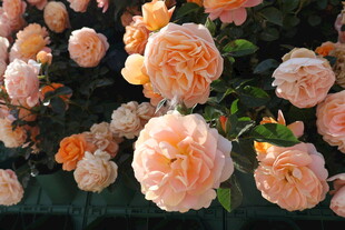 月季花