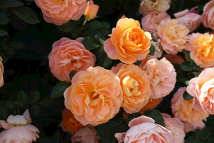 月季花