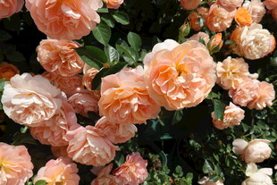 月季花