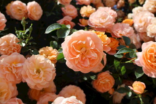 月季花