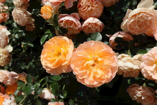 月季花