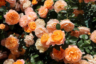 月季花