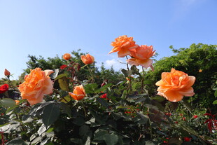 月季花