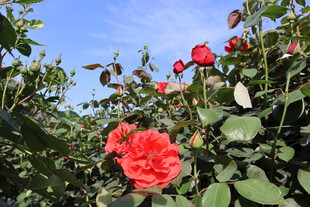 月季花