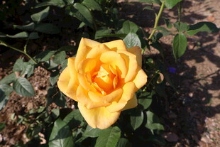 月季花