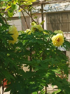 牡丹花