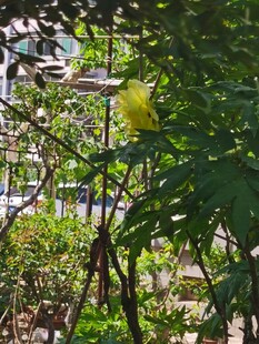 黄牡丹