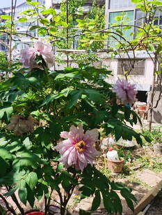 牡丹花