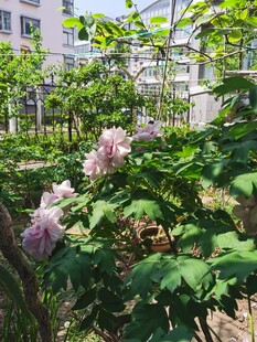 牡丹花