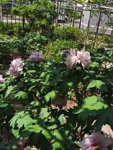 牡丹花