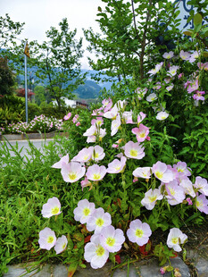花丛景致