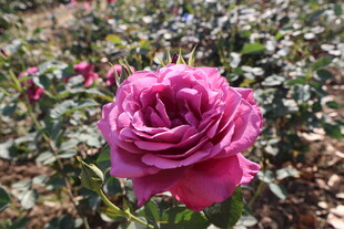 月季花