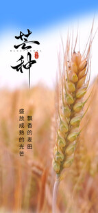 芒种