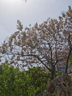 梧桐树