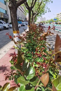 街边绿植