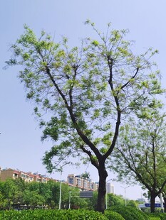 绿树风景