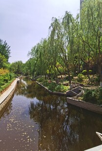 河畔垂柳