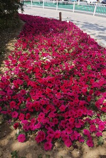 艳丽花丛