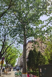 林荫街道