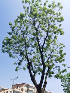 茂盛绿树