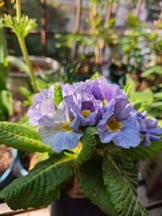 紫色花卉特写