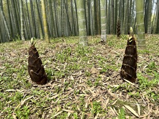 竹林中的鲜嫩竹笋