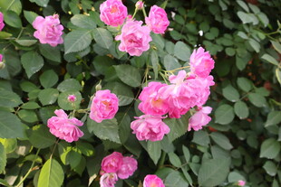 蔷薇花