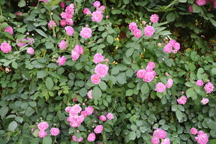 蔷薇花