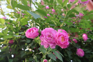 蔷薇花
