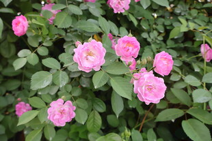 蔷薇花