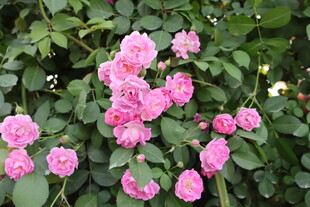 蔷薇花