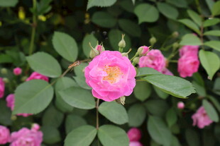 蔷薇花