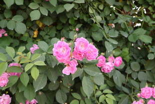 蔷薇花