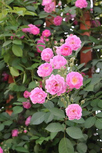蔷薇花