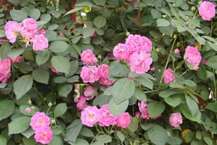 蔷薇花