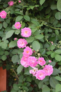 蔷薇花