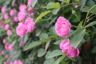 蔷薇花