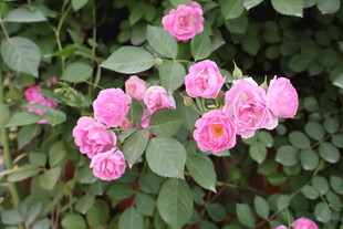 蔷薇花