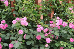 蔷薇花