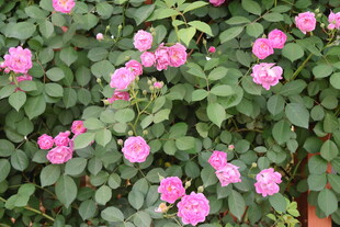 蔷薇花