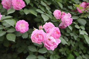 蔷薇花