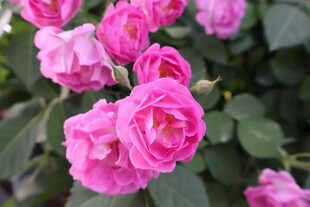 蔷薇花